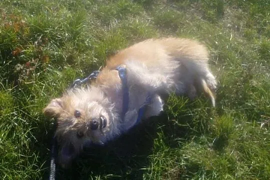 Mały, uroczy Kiełek - grzeczny psiak do adopcji
