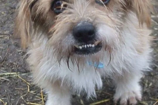 Mały, uroczy Kiełek - grzeczny psiak do adopcji