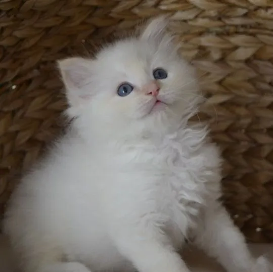 Kocięta Ragdoll z hodowli domowej, skontaktuj się ze mną przez WhatsApp: (+63-9928-49-1099)