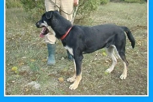 BLU -młodziutki psiak, łagodny, wesoły i towarzysk