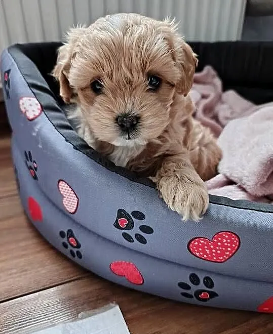 Maltipoo pudel maltanczyk suczka rodowód, Mazowieckie, Szydłowiec