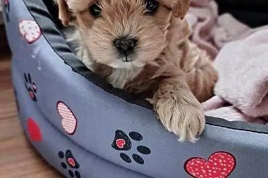 Maltipoo pudel maltanczyk suczka rodowód, Mazowieckie, Szydłowiec