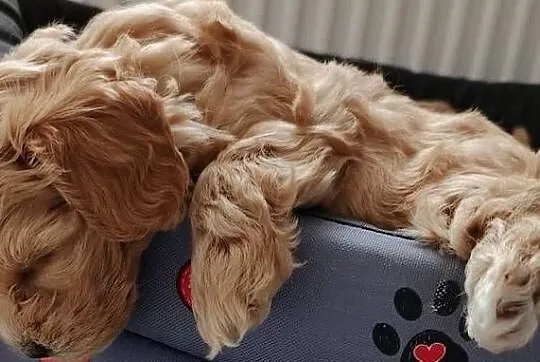 Maltipoo pudel maltanczyk suczka rodowód, Mazowieckie, Szydłowiec