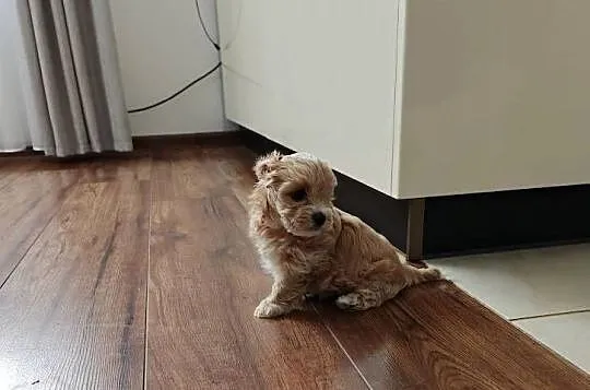 Maltipoo pudel maltanczyk suczka rodowód, Mazowieckie, Szydłowiec