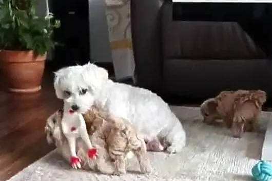 Maltipoo pudel maltanczyk suczka rodowód, Mazowieckie, Szydłowiec