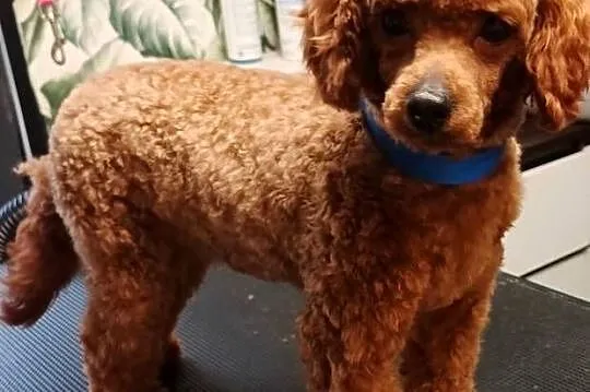 Maltipoo pudel maltanczyk suczka rodowód, Mazowieckie, Szydłowiec