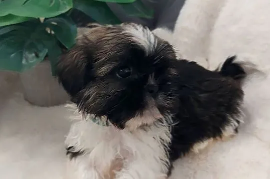Piesek shih tzu