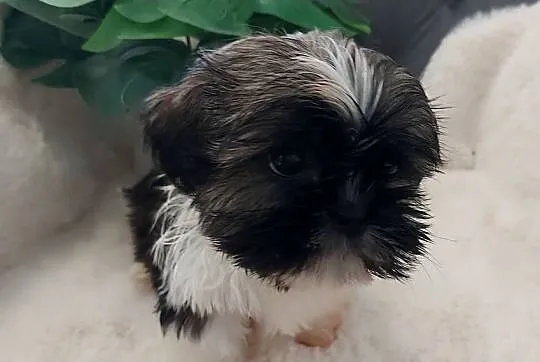 Piesek shih tzu, Dolnośląskie, Brzeg Dolny