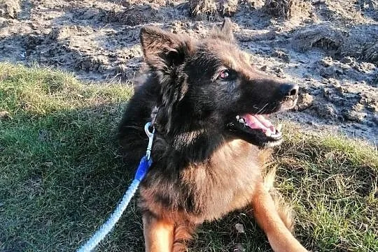Bruno, przepiękny pies w typie owczarka szuka domu!, Gdańsk, Pomorskie, Gdańsk