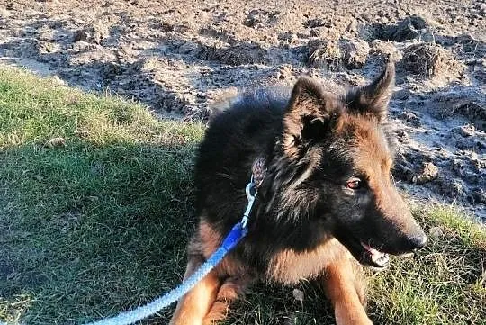 Bruno, przepiękny pies w typie owczarka szuka domu!, Gdańsk, Pomorskie, Gdańsk