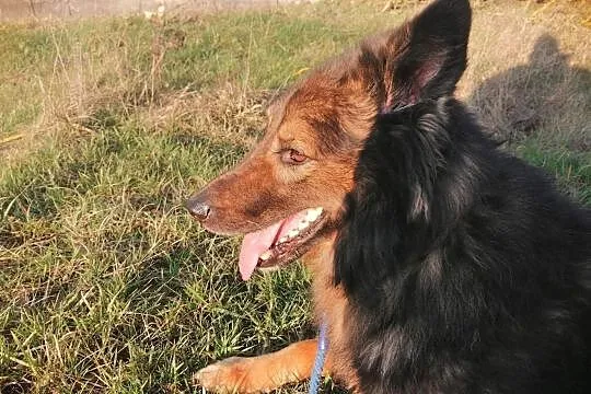 Bruno, przepiękny pies w typie owczarka szuka domu!, Gdańsk, Pomorskie, Gdańsk