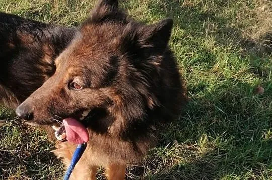 Bruno, przepiękny pies w typie owczarka szuka domu!, Gdańsk, Pomorskie, Gdańsk