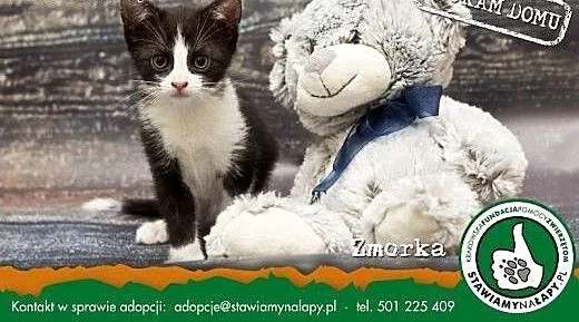 Zmorka. Fundacja Stawiamy Na Łapy, małopolskie Kr