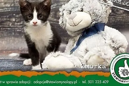 Zmorka. Fundacja Stawiamy Na Łapy,  małopolskie Kr
