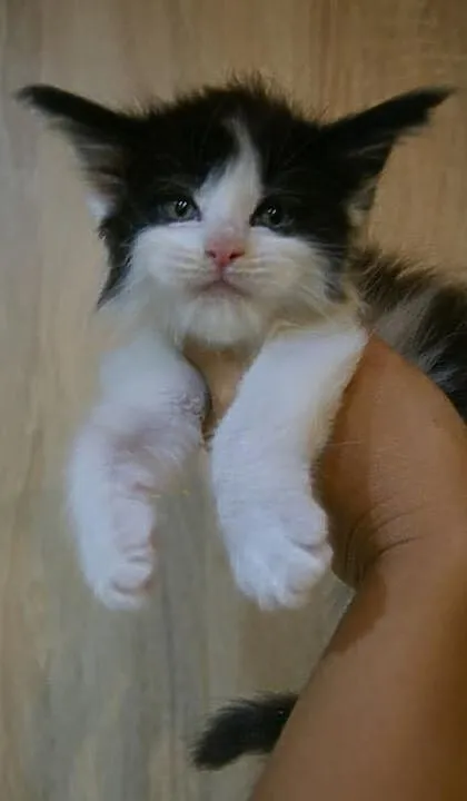 piękny maine coon, Łódzkie, Łódź