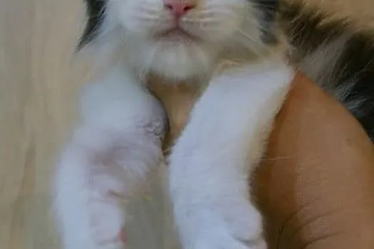piękny maine coon, Łódzkie, Łódź