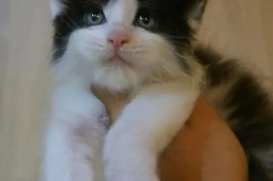piękny maine coon, Łódzkie, Łódź