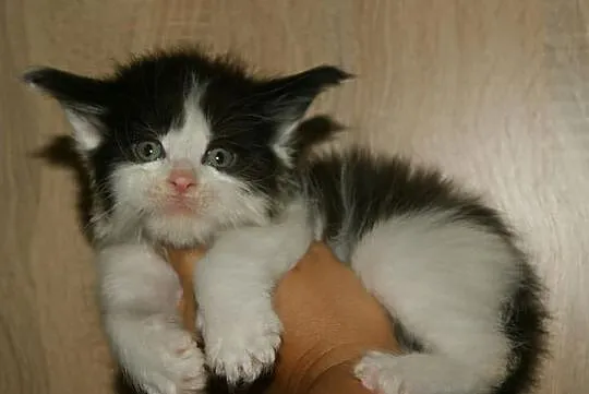 piękny maine coon, Łódzkie, Łódź