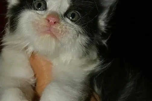 piękny maine coon, Łódzkie, Łódź