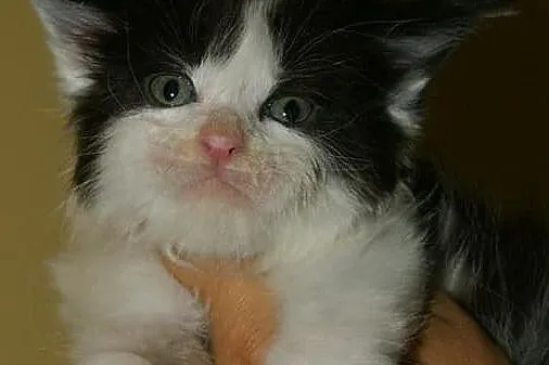 piękny maine coon, Łódzkie, Łódź