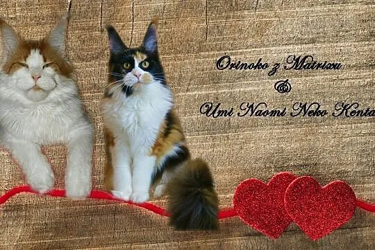 piękny maine coon, Łódzkie, Łódź