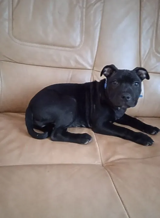 Staffordshire Bull terier, , Żagań