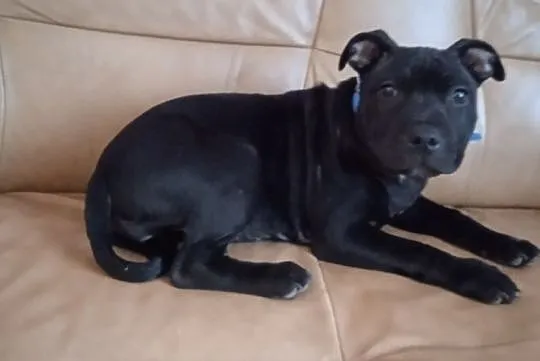 Staffordshire Bull terier, , Żagań
