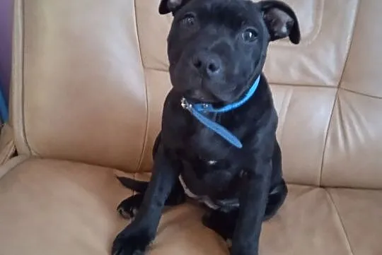 Staffordshire Bull terier, , Żagań