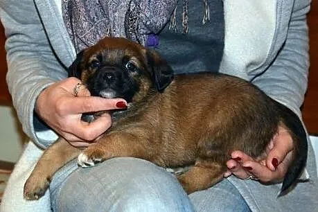 Mała Bajka szczeniak - do adopcji ,  mazowieckie Warszawa