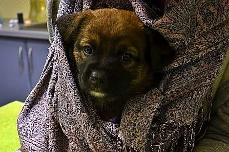 Mała Bajka szczeniak - do adopcji ,  mazowieckie W