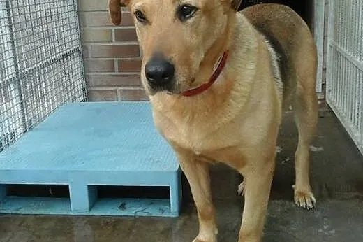 Wspaniała suczka Ruda, kochana i delikatna ADOPCJA,  Kundelki cała Polska