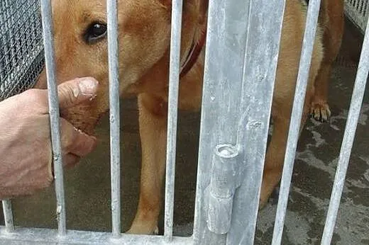 Wspaniała suczka Ruda, kochana i delikatna ADOPCJA