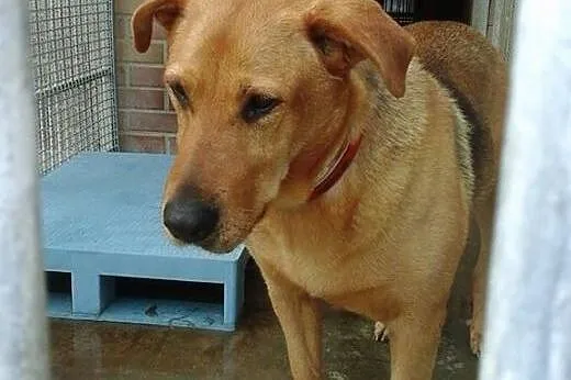 Wspaniała suczka Ruda, kochana i delikatna ADOPCJA