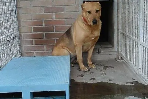 Wspaniała suczka Ruda, kochana i delikatna ADOPCJA