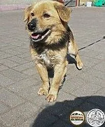 Dżekuś - psi przyjaciel na zawsze!, wielkopolskie