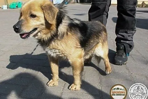 Dżekuś - psi przyjaciel na zawsze!,  wielkopolskie