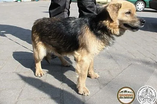 Dżekuś - psi przyjaciel na zawsze!,  wielkopolskie