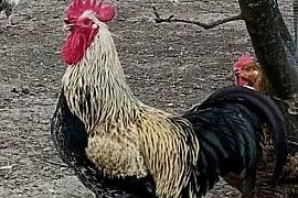 Młody kogut z 2025r