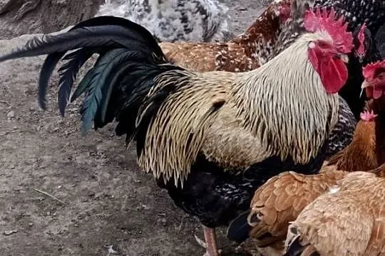 Młody kogut z 2025r, Podkarpackie, Roźwienica