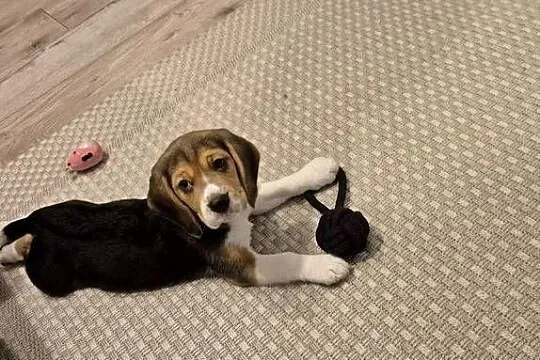 Sprzedam beagle z rodowodem