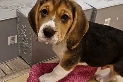 Sprzedam beagle z rodowodem, Pomorskie, Chojnice