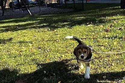 Sprzedam beagle z rodowodem, Pomorskie, Chojnice