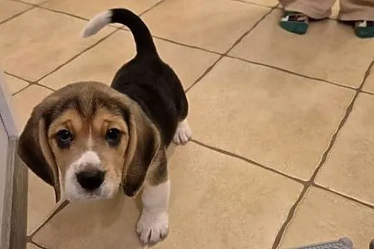 Sprzedam beagle z rodowodem, Pomorskie, Chojnice