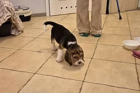 Sprzedam beagle z rodowodem, Pomorskie, Chojnice