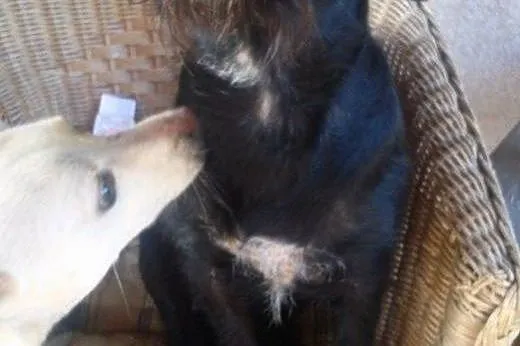 Dianka - jamnikowata, nakolankowa, mała sunia, adopcja,  mazowieckie Warszawa