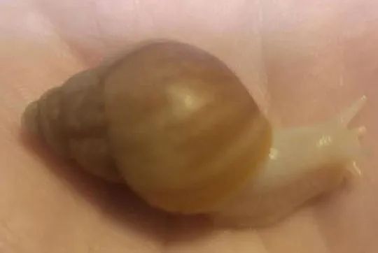 Ślimak afrykański lissachatina fulica albino body, Opolskie, Namysłów