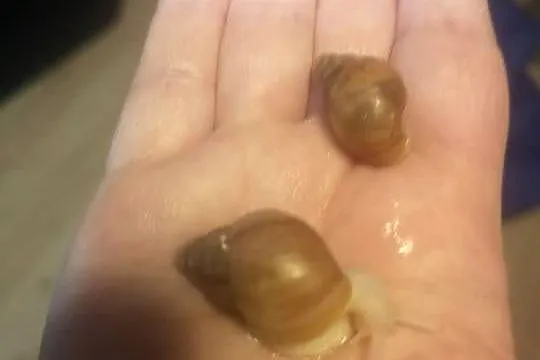 Ślimak afrykański lissachatina fulica albino body, Opolskie, Namysłów
