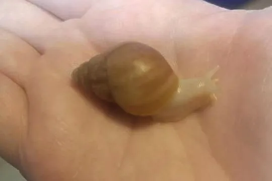 Ślimak afrykański lissachatina fulica albino body, Opolskie, Namysłów