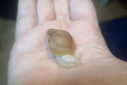 Ślimak afrykański lissachatina fulica albino body, Opolskie, Namysłów