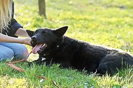 Karo, przyjazny psiak o najpiękniejszym spojrzeniu